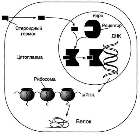 Трансмембранная передача гормонального сигнала - student2.ru