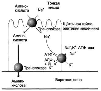 Транспорт аминокислот в клетки - student2.ru