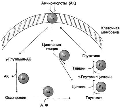 Транспорт аминокислот в клетки - student2.ru