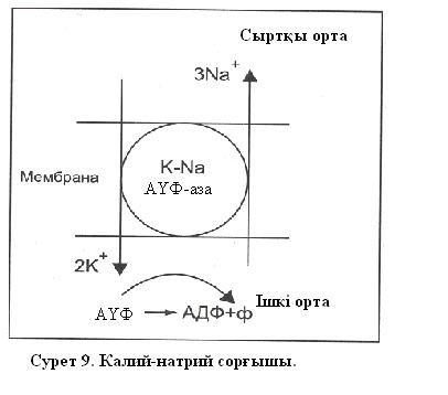 Тыныштық потенциалының шамасын анықтайтын теңдеу. - student2.ru