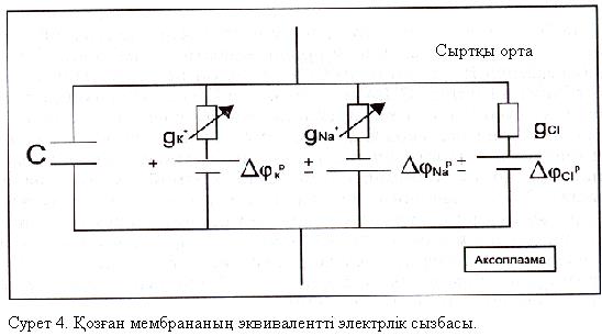 Тыныштық потенциалының шамасын анықтайтын теңдеу. - student2.ru