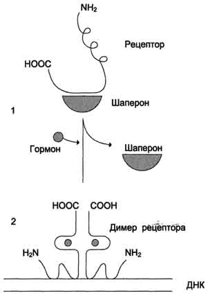 Участие белка кальмодулина в инозитолфосфатной передаче сигнала - student2.ru