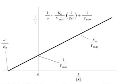 Уравнение Михаэлиса-Ментен - student2.ru