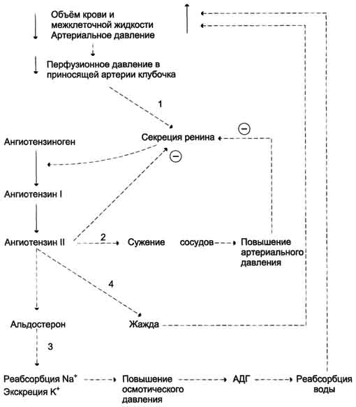 В. Предсердный натриуретический фактор (ПНФ) - student2.ru