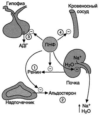 В. Предсердный натриуретический фактор (ПНФ) - student2.ru