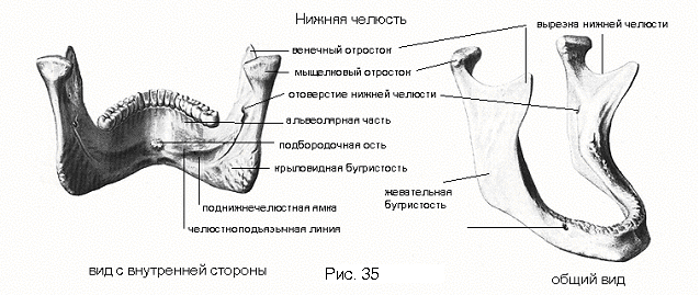 Верхняя челюсть (maxilla) - student2.ru