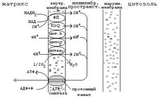 вещества-разобщители процессов окисления и фосфорилирования - student2.ru