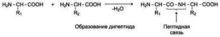ВОПРОС № 6. Аминокислоты. Пептиды - student2.ru