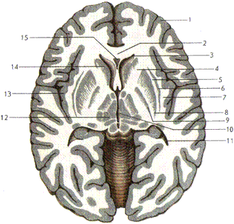 Вопрос11*Строение и функции конечного мозга. - student2.ru
