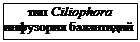 Ворсинки (фимбрии и пили). Строение:поверхностные нити, более тонкие и короткие, чем жгутики.Состоят из белка пилина. Ворсинки выполняют различные функции - student2.ru