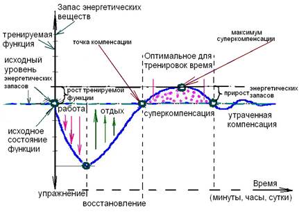 Восстановление – отдых после мышечной работы - student2.ru