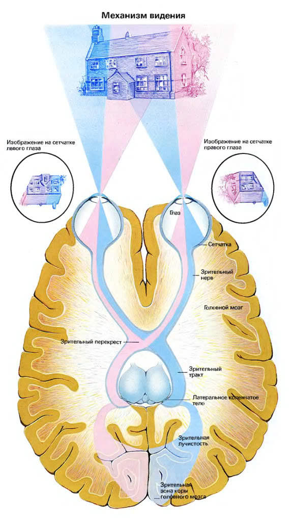 Возникновение зрительных ощущений - student2.ru