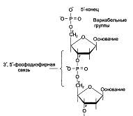 Выходной контроль (тесты, ситуационные задачи) - student2.ru