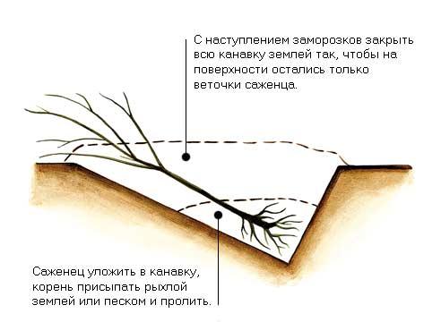 Выкопка и хранение сеянцев - student2.ru