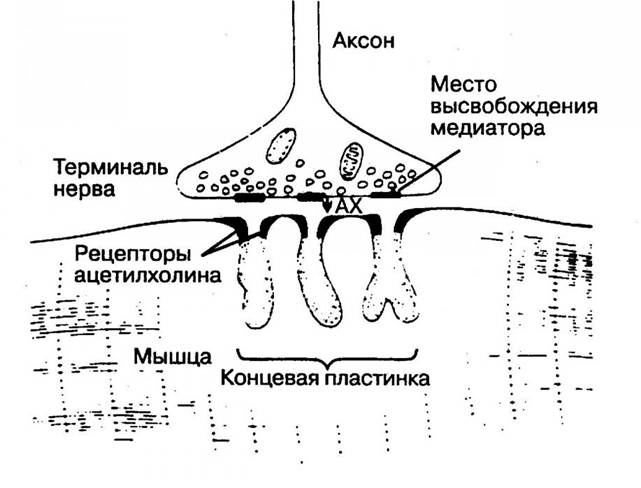 Электрические синапсы - student2.ru