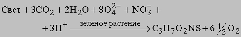 Эрнст Ге́нрих Фили́пп А́вгуст Ге́ккель - student2.ru