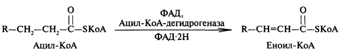 Этап клеточного пищеварения - student2.ru