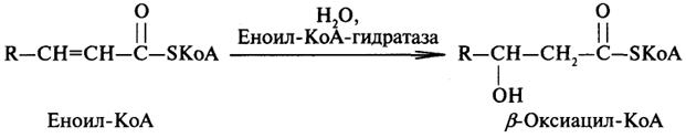 Этап клеточного пищеварения - student2.ru