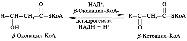 Этап клеточного пищеварения - student2.ru