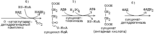 Этап клеточного пищеварения - student2.ru