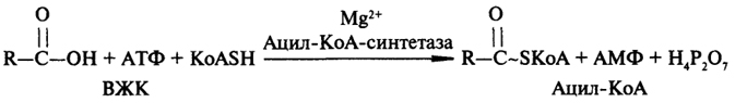 Этап клеточного пищеварения - student2.ru