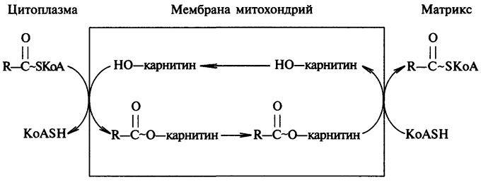 Этап клеточного пищеварения - student2.ru