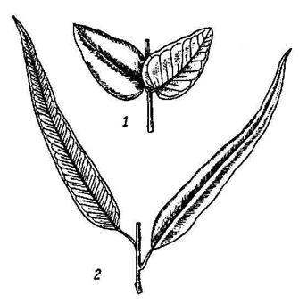 эвкалиптовое масло - oleum eucalyrti - student2.ru