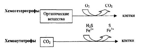 Эволюция и структура клеток прокариот - student2.ru
