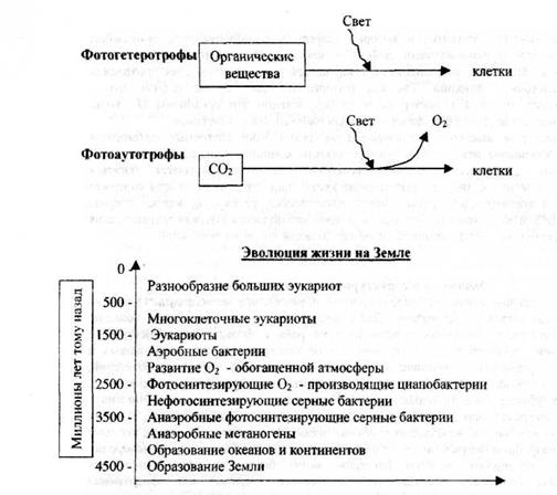 Эволюция и структура клеток прокариот - student2.ru