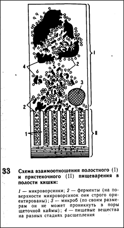 Эволюция сердечно-сосудистой системы. 11 страница - student2.ru