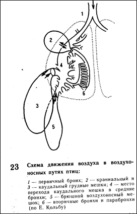 Эволюция сердечно-сосудистой системы. 7 страница - student2.ru