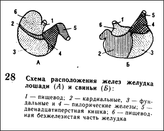 Эволюция сердечно-сосудистой системы. 9 страница - student2.ru