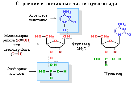 Задачи для самостоятельного решения. 1. Мочевая кислота является продуктом обмена пуриновых оснований - student2.ru