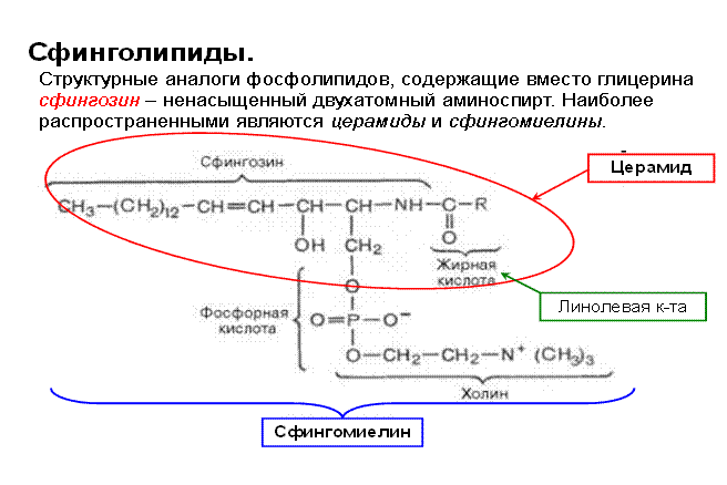 Задачи для самостоятельного решения. 1. Напишите структурные формулы следующих соединений: а) адипиновая кислота; б) - student2.ru