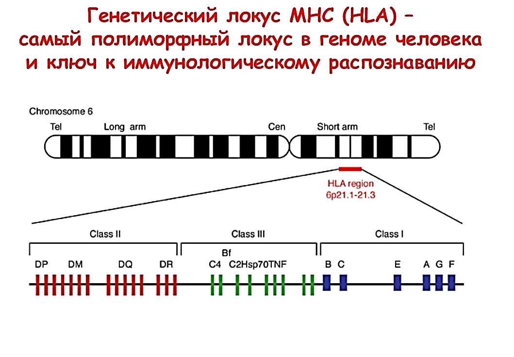 Занятие 8. Основы иммуногенетики - student2.ru