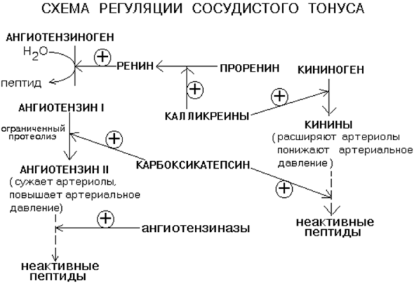 Жүрек қан тамыр жүйесі - student2.ru