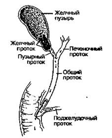 желчные камни: спокойные и шумные - student2.ru