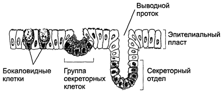 Железистый эпителий. Железы - student2.ru