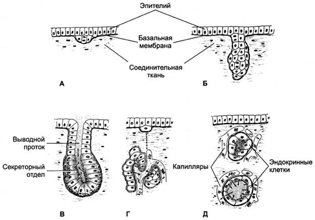 Железистый эпителий. Железы - student2.ru