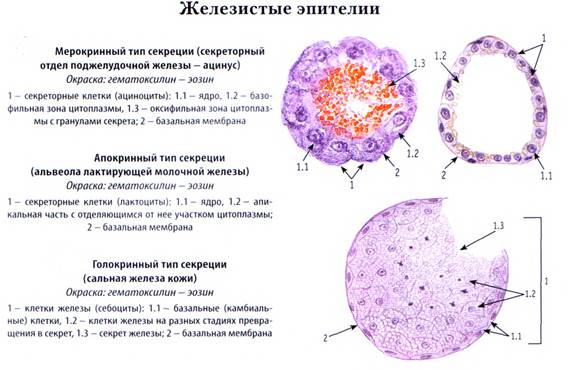 Железистый эпителий. Железы - student2.ru