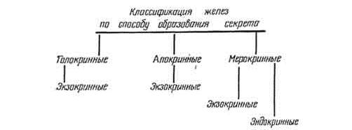 Железистый эпителий. Железы - student2.ru