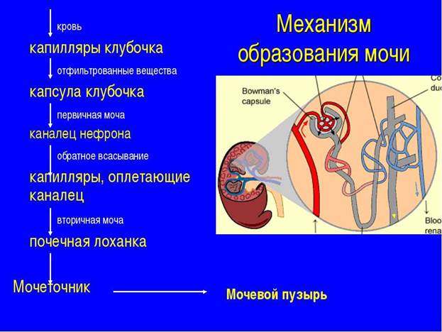 Значение дыхания. Строение и функции дыхательной системы - student2.ru