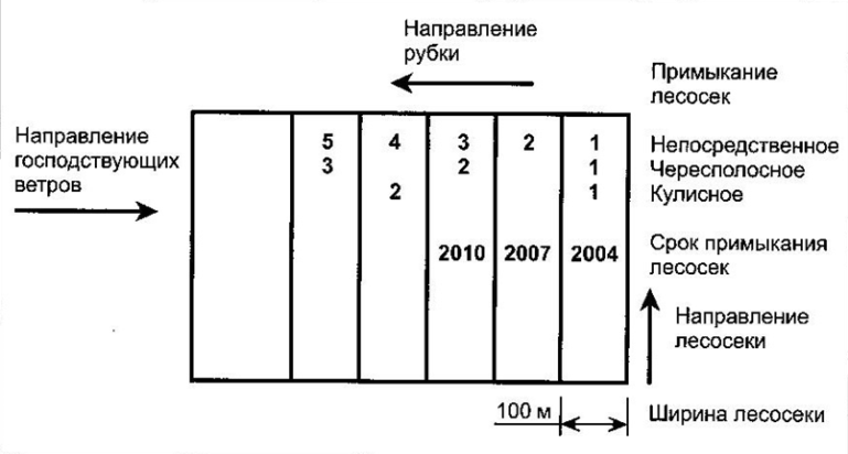 Дайте определение понятию «лесовозобновление». Охарактеризуйте этапы естественного семенного возобновления. - student2.ru