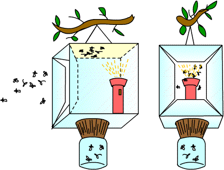 Ловушка для ночных насекомых - student2.ru