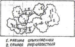 Методические указания по составлению пейзажных групп - student2.ru