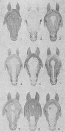 Отличительные признаки мастей лошадей - student2.ru