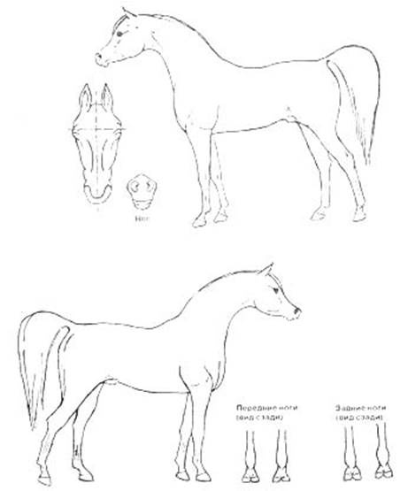 Отличительные признаки мастей лошадей - student2.ru