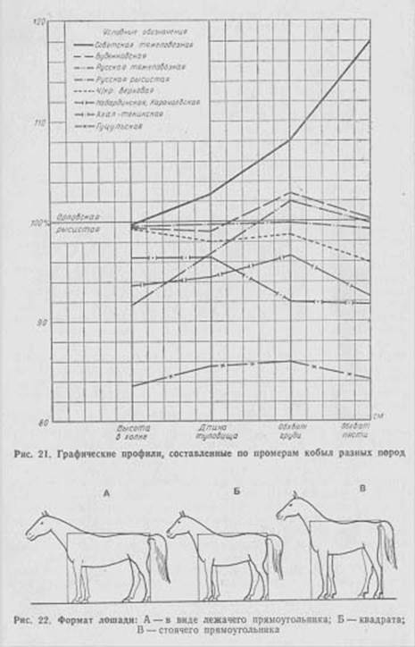 измерение, взвешивание, обработка промеров и вычисление индексов лошадей - student2.ru