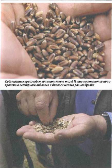 Производство семян для собственных нужд - student2.ru