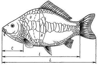 работа 2. морфология и анатомия карпа - student2.ru